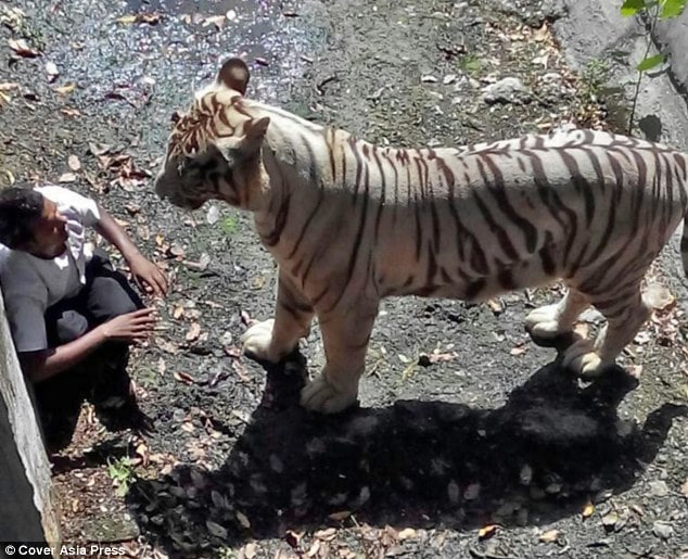 White tiger mauls drunk Indian man at New Delhi zoo