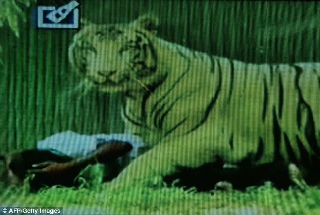 White tiger mauls drunk Indian man at New Delhi zoo