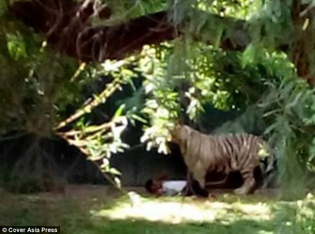 White tiger mauls drunk Indian man at New Delhi zoo