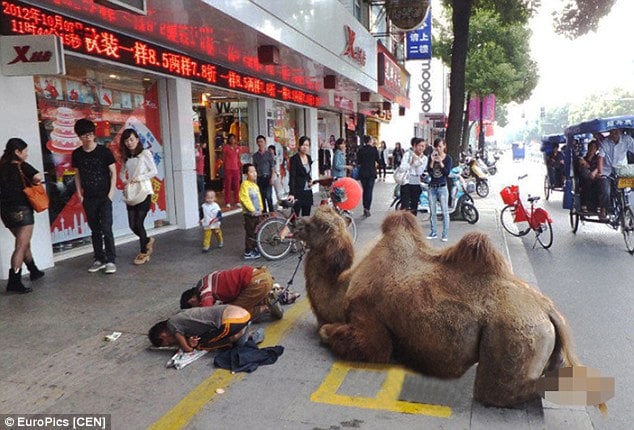 Chinese beggars chop off camel's hooves