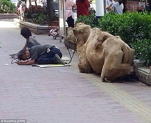 Chinese beggars chop off camel's hooves