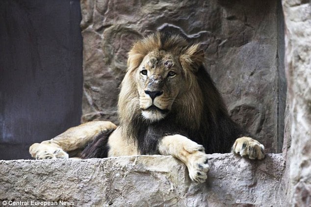 Lion mauls lioness to death at Polish zoo