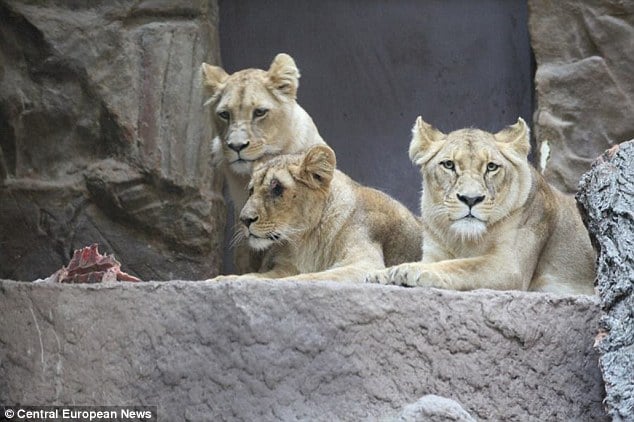 Lion mauls lioness to death at Polish zoo
