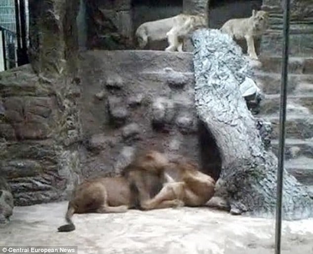 Lion mauls lioness to death at Polish zoo