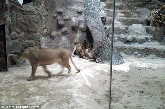 Lion mauls lioness to death at Polish zoo