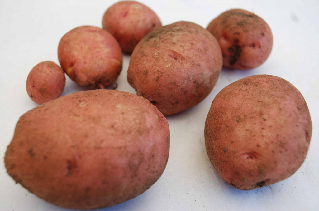  Woman uses potato as contraceptive