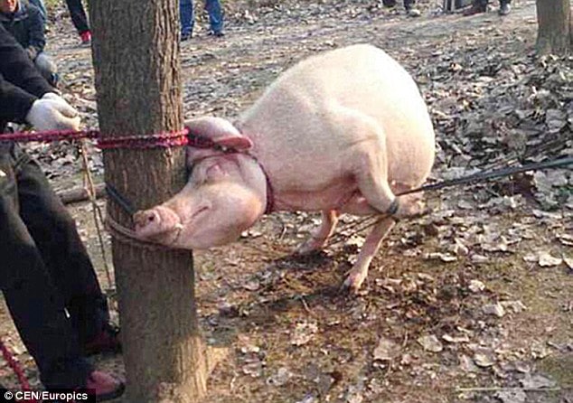 Chinese toddler mauled to death and eaten by a pig