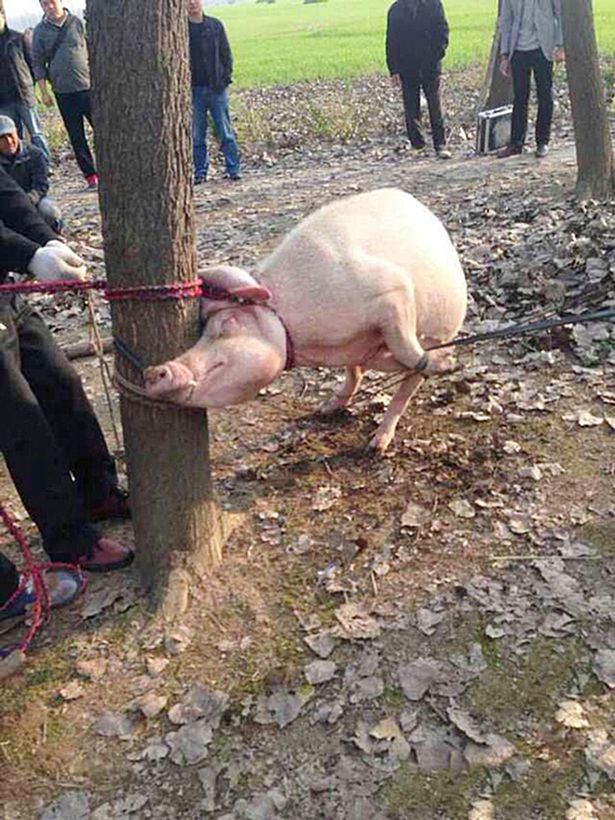Chinese toddler mauled to death and eaten by a pig