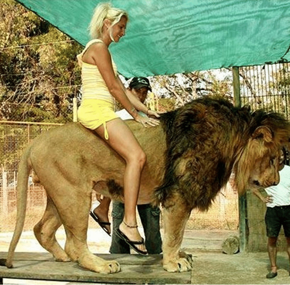 Argentinian zoo drugging lions