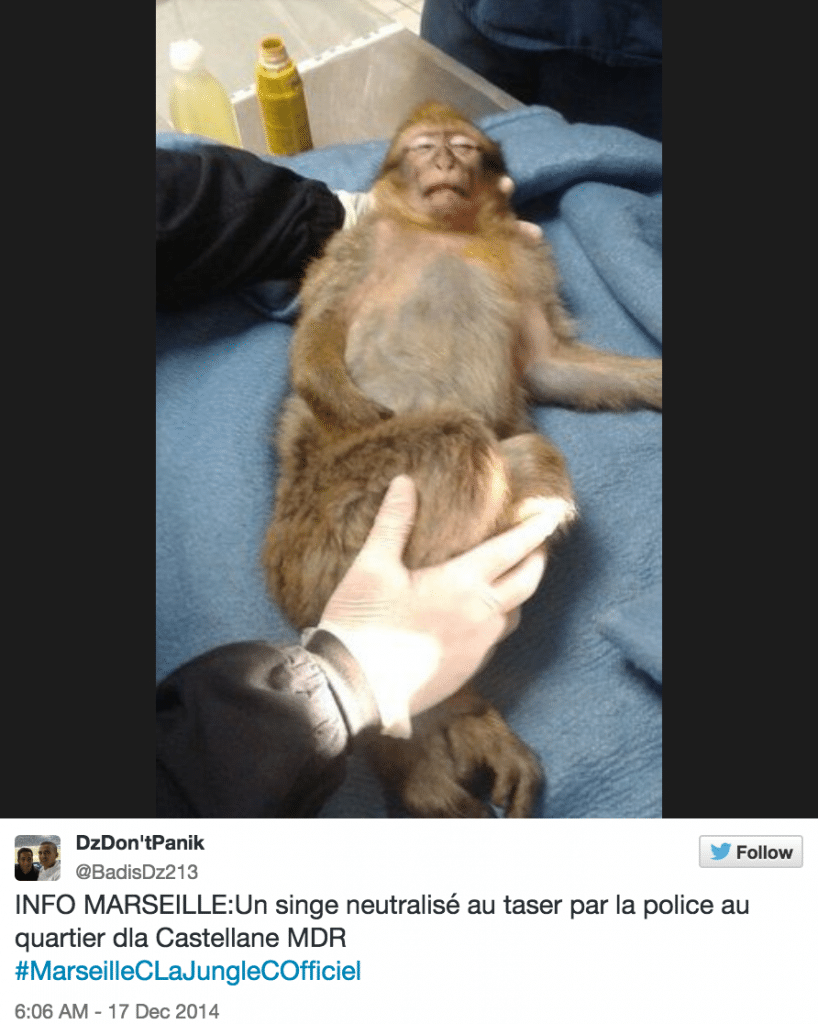 French monkey tasered 