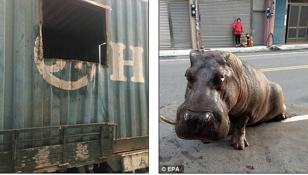 Hippo crying in pain after falling from truck