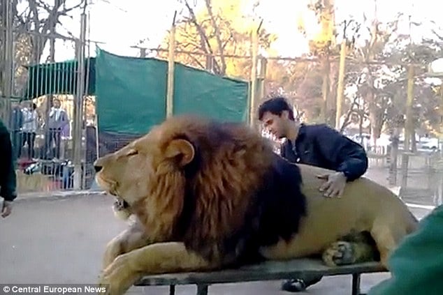 Argentinian zoo drugging lions 
