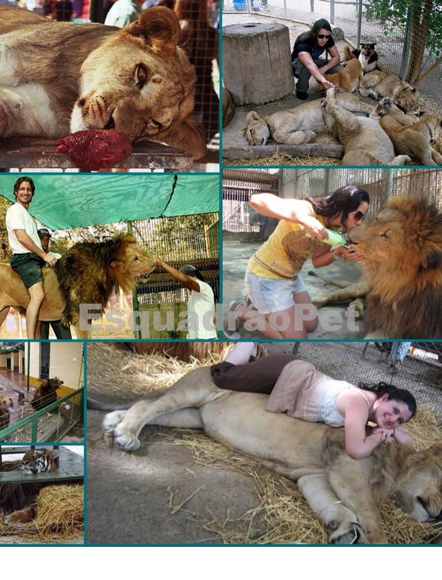 Argentinian zoo drugging lions 