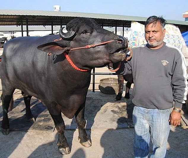Indian bull fetches world record auction