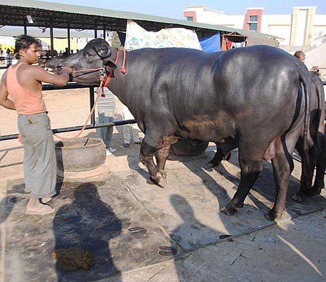 Indian bull fetches world record auction