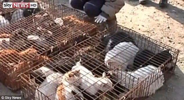 1000 stolen Chinese pet cats