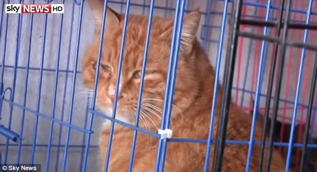1000 stolen Chinese pet cats