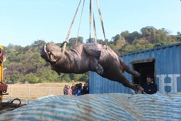 Hippo crying in pain after falling from truck
