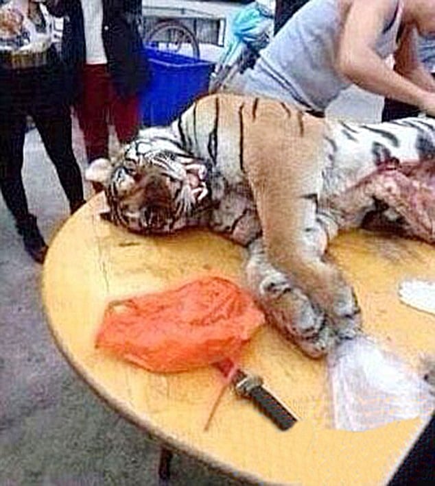 Chinese businessman jailed for eating three tigers