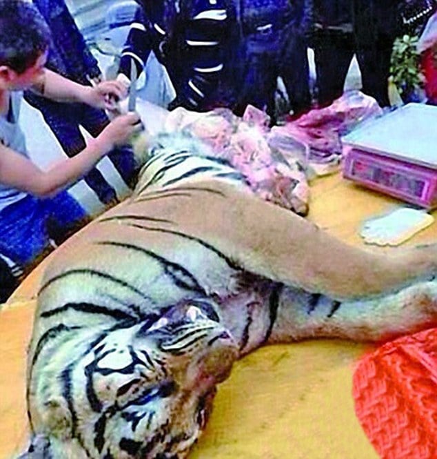 Chinese businessman jailed for eating three tigers