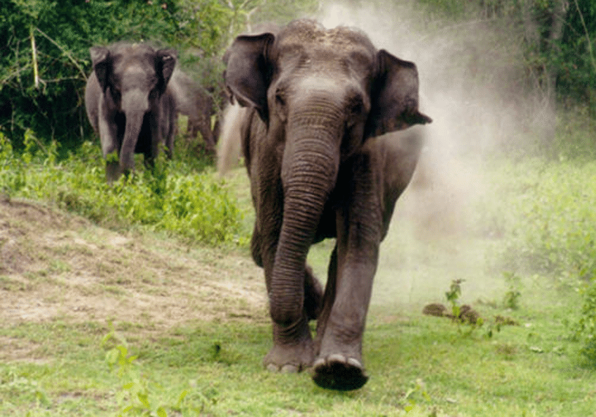 Elephant tramples married couple to death