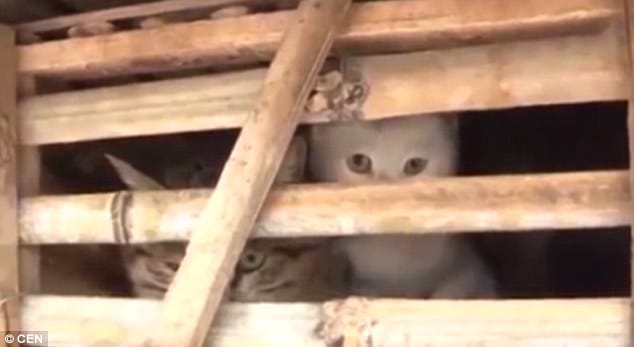 Thousands of cats crushed to death by Vietnam dumpster truck