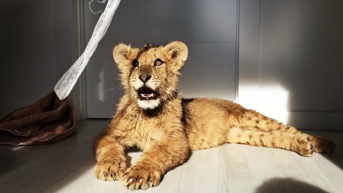 Lion cub starved by Spanish circus