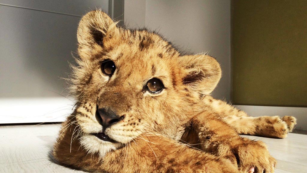 Lion cub starved by Spanish circus