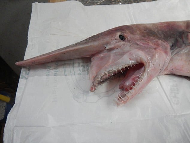 rare goblin shark