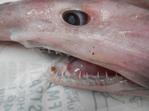 rare goblin shark