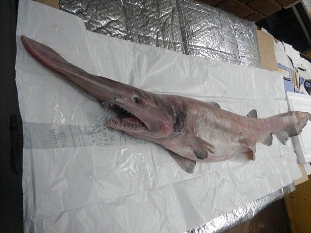 rare goblin shark