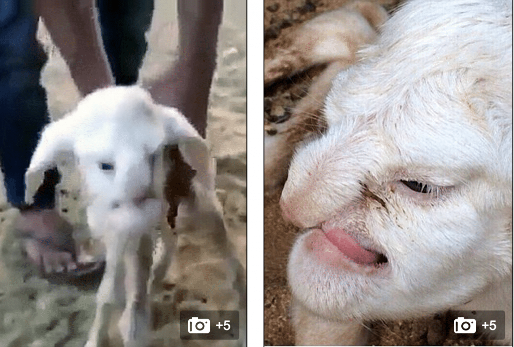 lamb born with human like face features