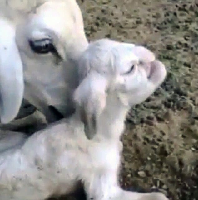lamb born with human like face features