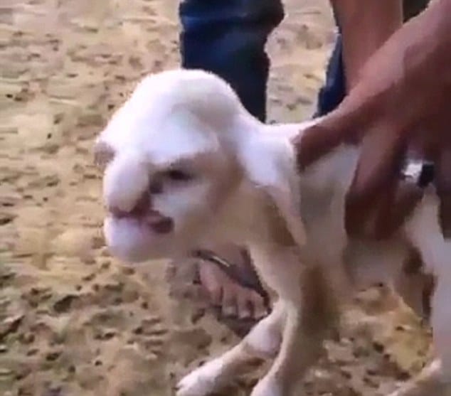 lamb born with human like face features