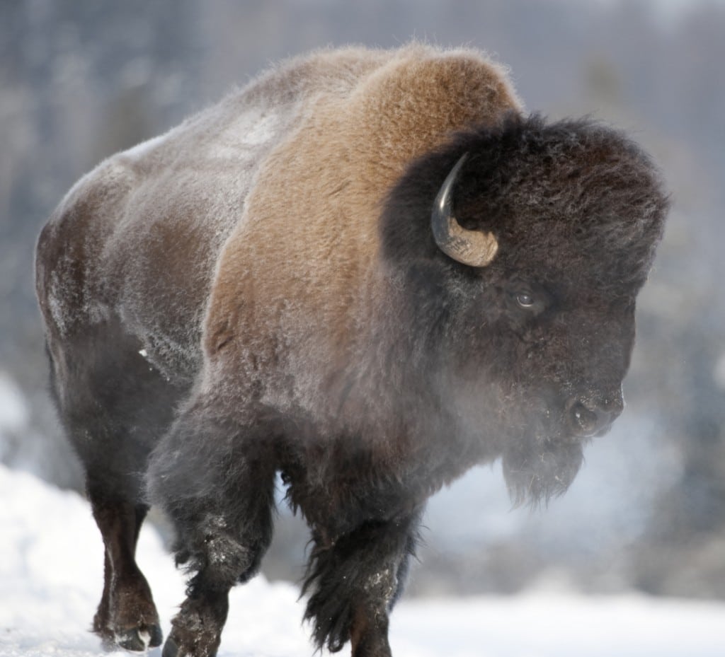 Yellowstone Bison gores teen