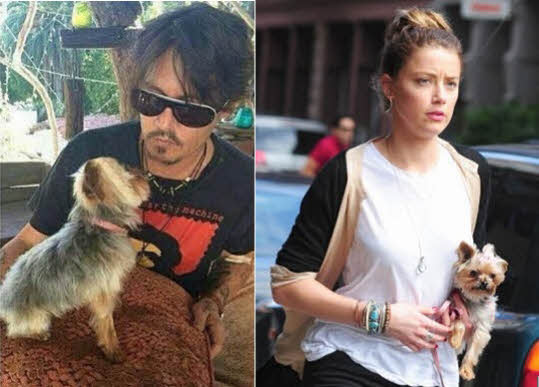 Johnny Depp dogs