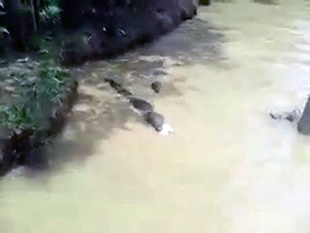Cat thrown in Peru lagoon