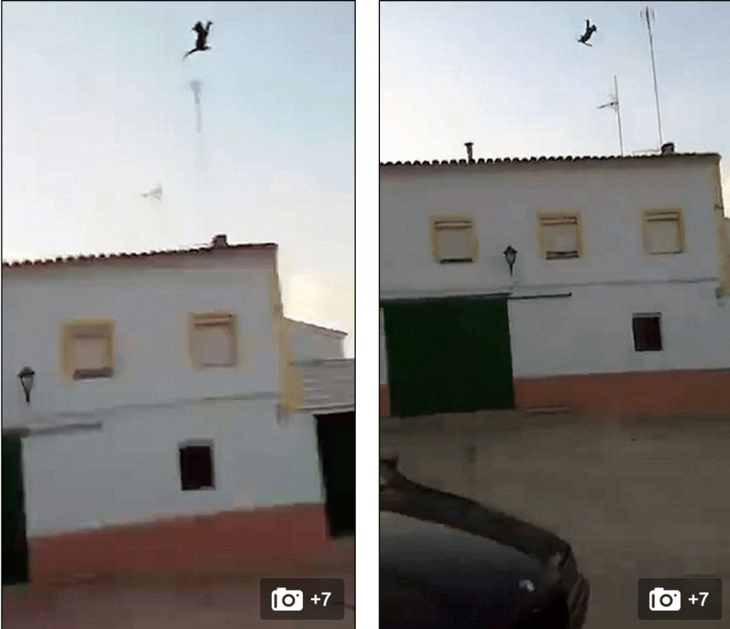 Spanish cat kicked dies