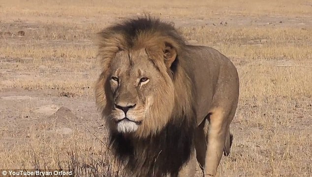 Walter Palmer Cecil lion