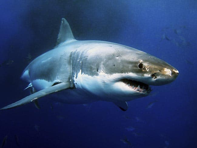 Tasmania shark attack