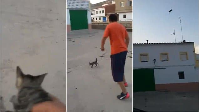 Spanish cat kicked dies