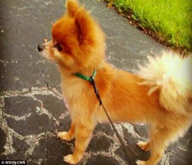 Pomeranian dog beaten to death with note
