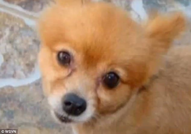 Pomeranian dog beaten to death with note