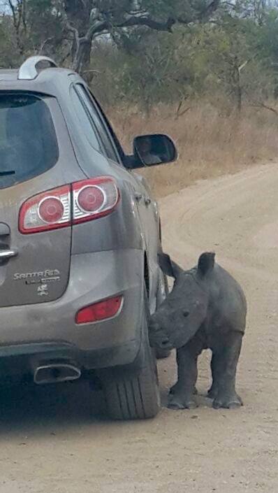 Orphaned baby rhino 