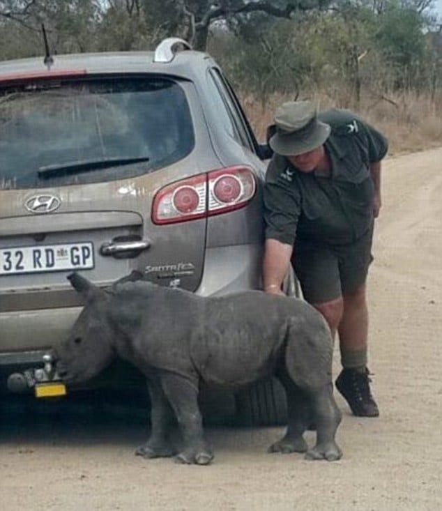 Orphaned baby rhino 