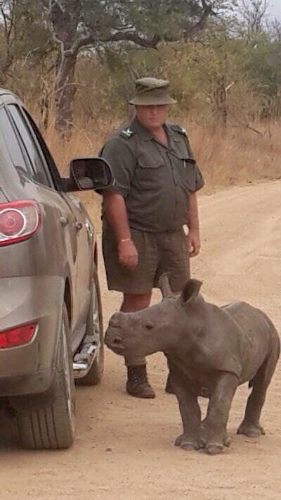 Orphaned baby rhino 