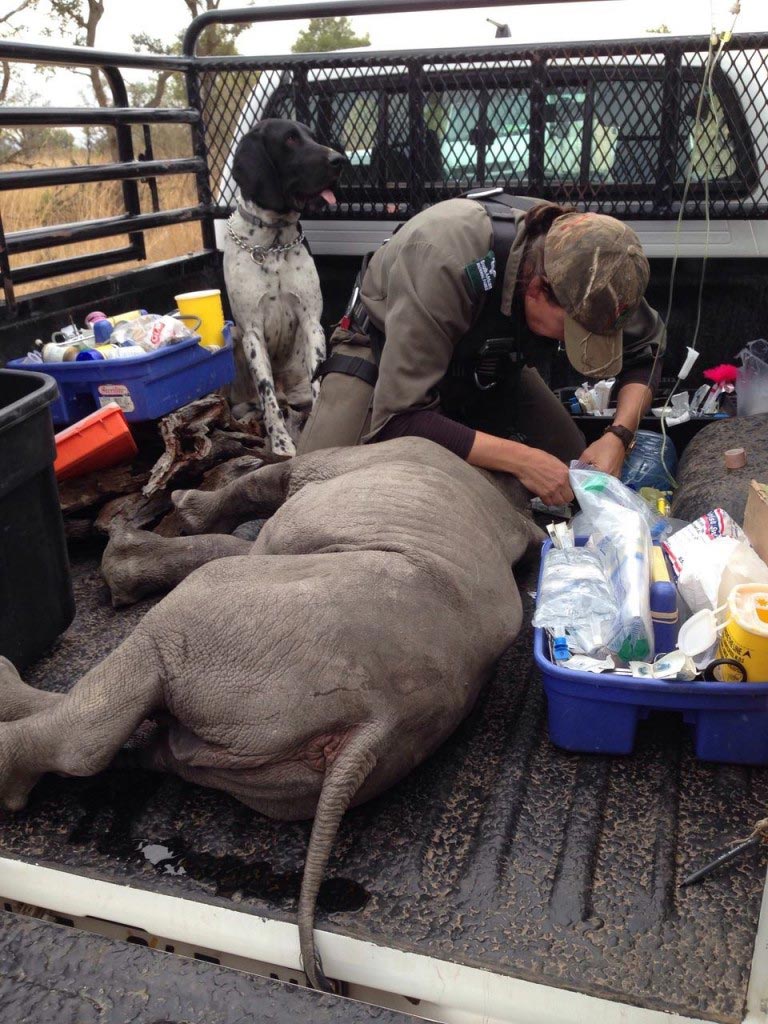 Orphaned baby rhino 