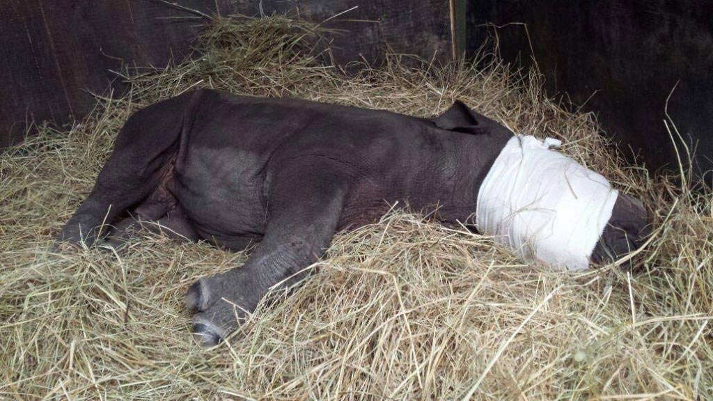 Orphaned baby rhino 