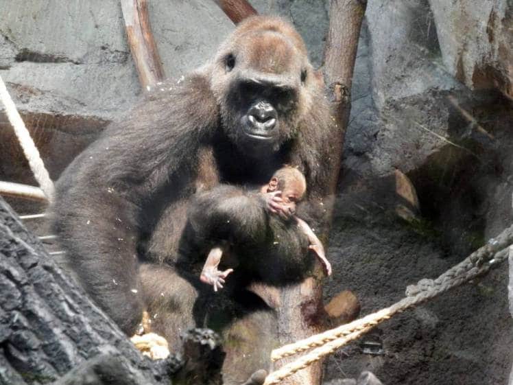 Frankfurt zoo: Mother gorilla carries dead baby for a week