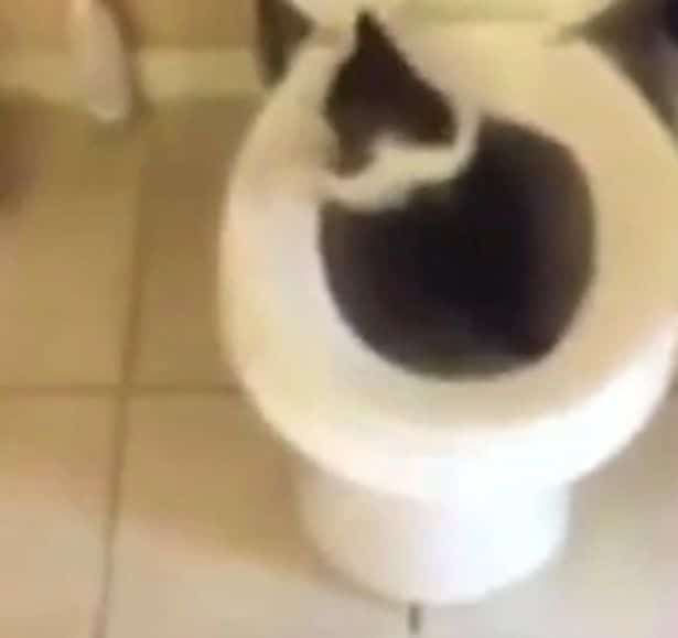Teen girl tries to flush kitten down the toilet